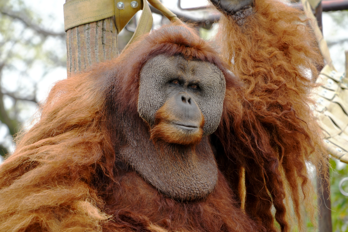 市川市動植物園の流しカワウソが愛される理由と2026年混雑攻略法