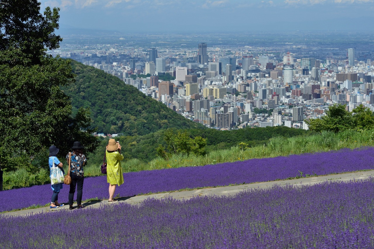 幌見峠ラベンダー園2026見頃と夜景！混雑回避と駐車場攻略