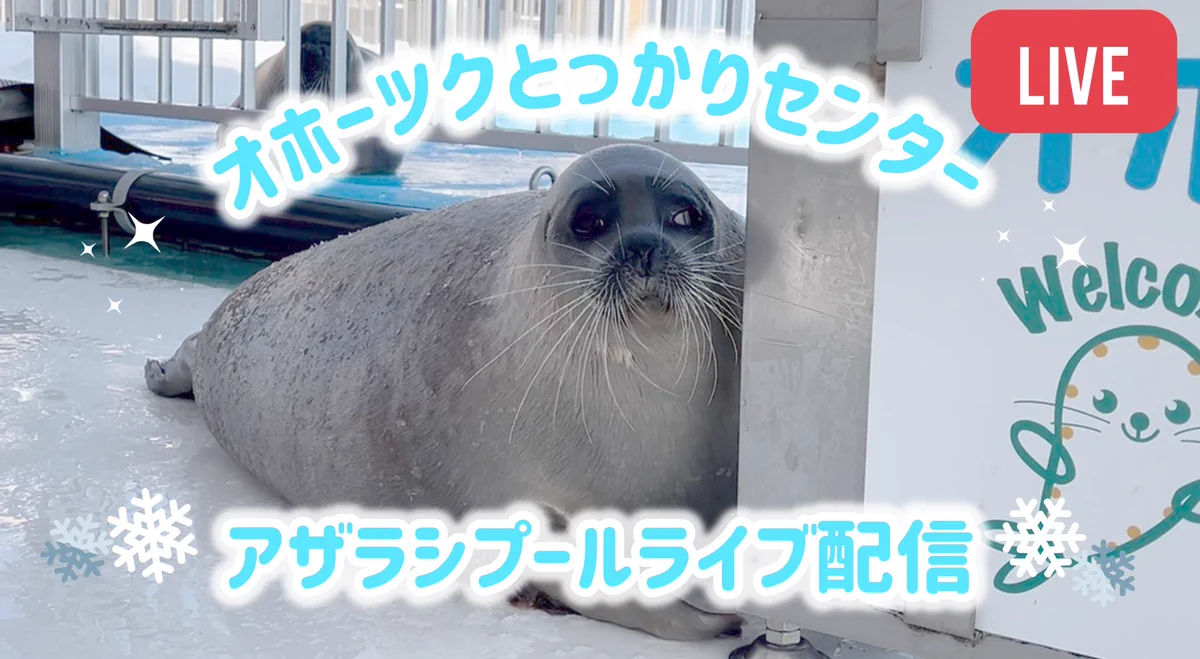 オホーツクとっかりセンターで本物のアザラシに会える！2026年完全攻略ガイド