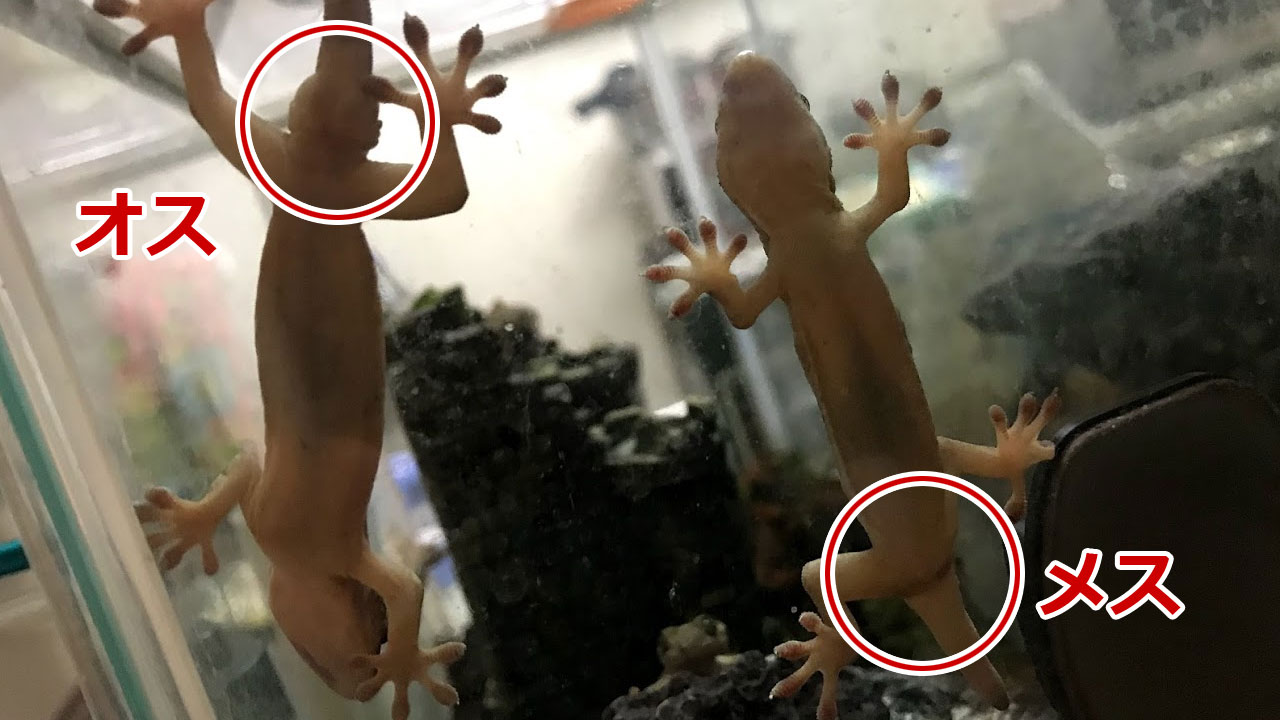 ヤモリのオスメス見分け方を徹底検証！尾の付け根と前肛孔の決定的差