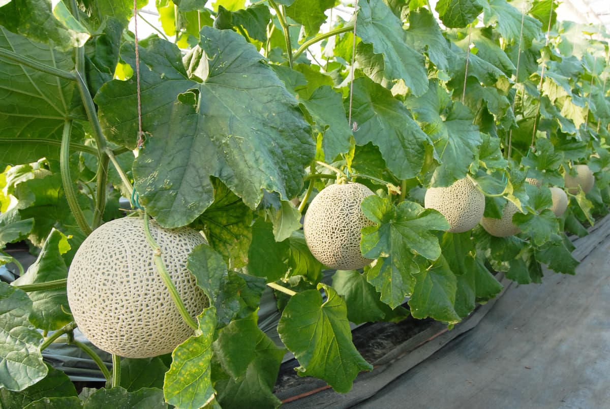メロンは野菜か果物か？農水省の基準と「果実的野菜」の真相