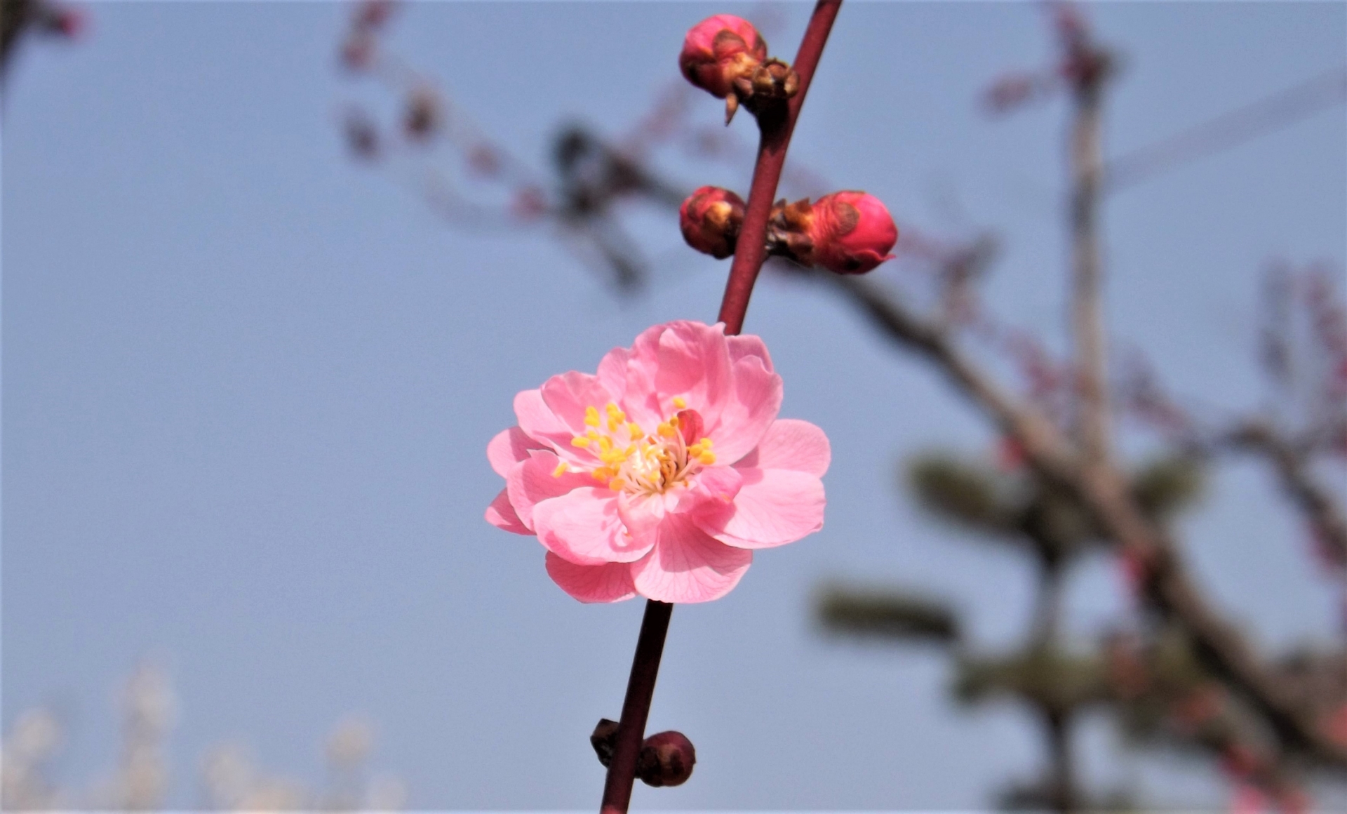 梅一輪一輪ほどの暖かさの作者は芭蕉？誤認の理由と二つの解釈の真相