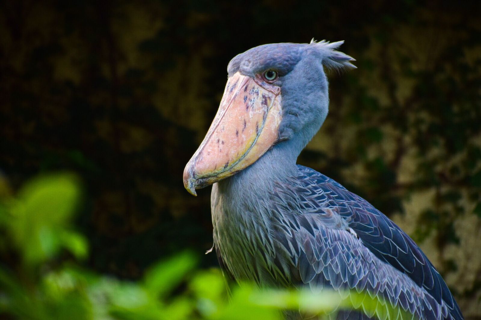 上野動物園人気動物ランキング2026！パンダ超えの注目種と攻略術