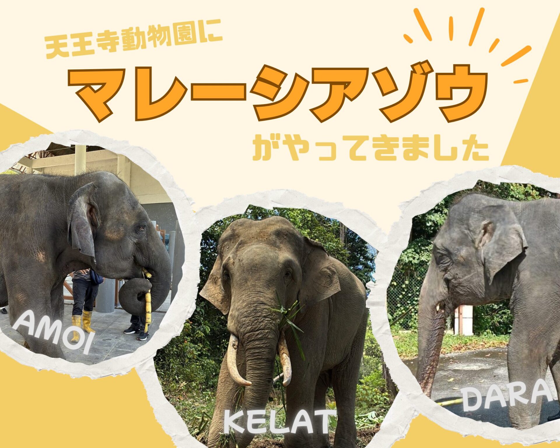 天王寺動物園にゾウがいない真相｜春子・博子の死と2026年復活計画を徹底解説