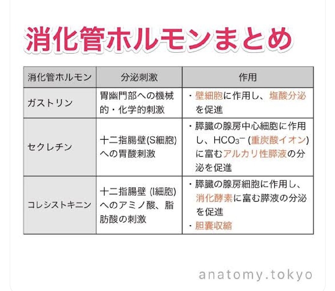 コレシストキニンとは？満腹感を操る食欲抑制ホルモンの真実【2026】