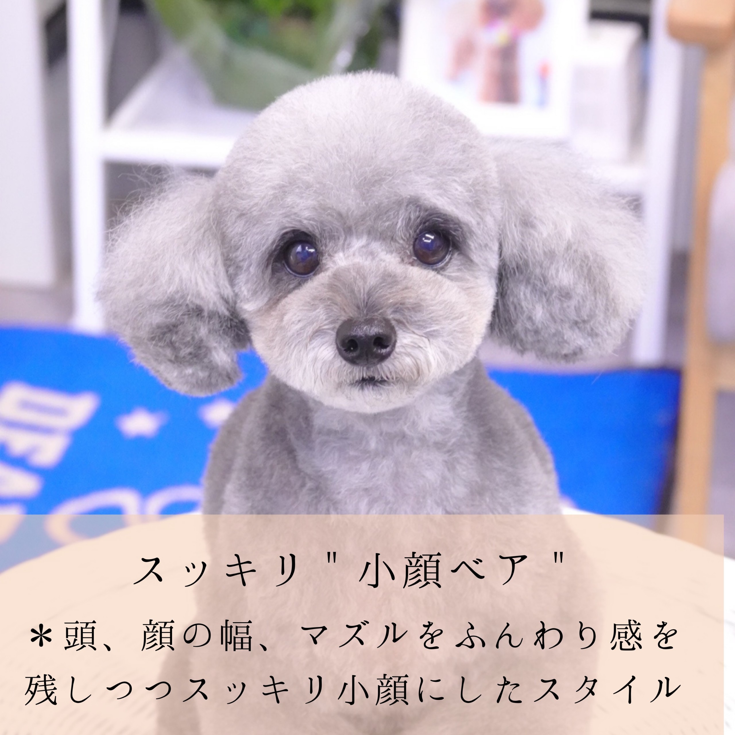 トイプードルの顔スッキリカット決定版！劇的変身と失敗しないオーダー術