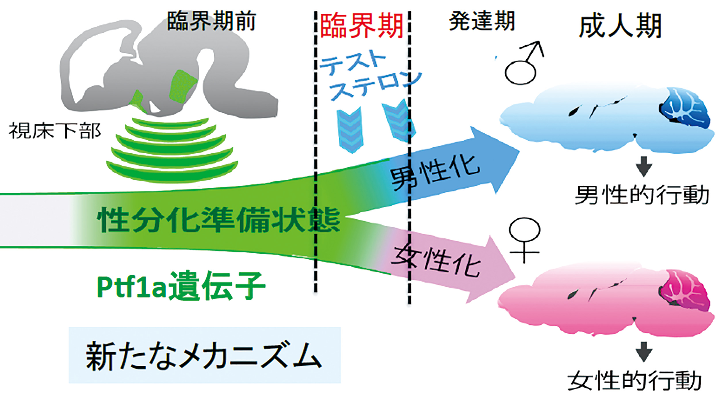 性分とは何か？性格・気質との違いや変えられない心の癖を徹底解剖