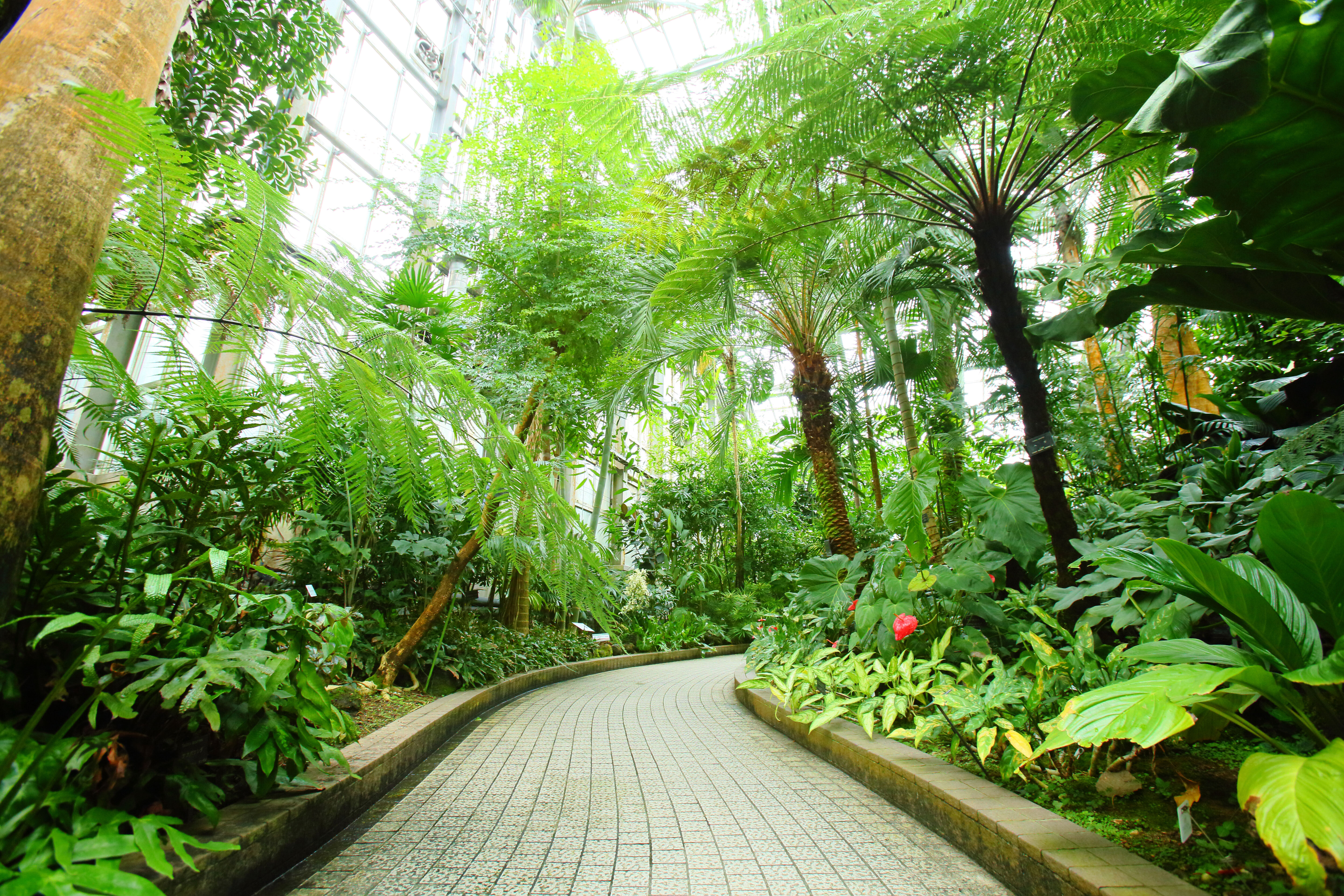 京都府立植物園の再開発は現在どうなった？見どころと最新動向を徹底解説