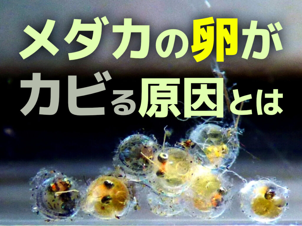 メダカの卵がカビる原因とは？白濁放置の全滅リスクと防ぐプロの孵化法