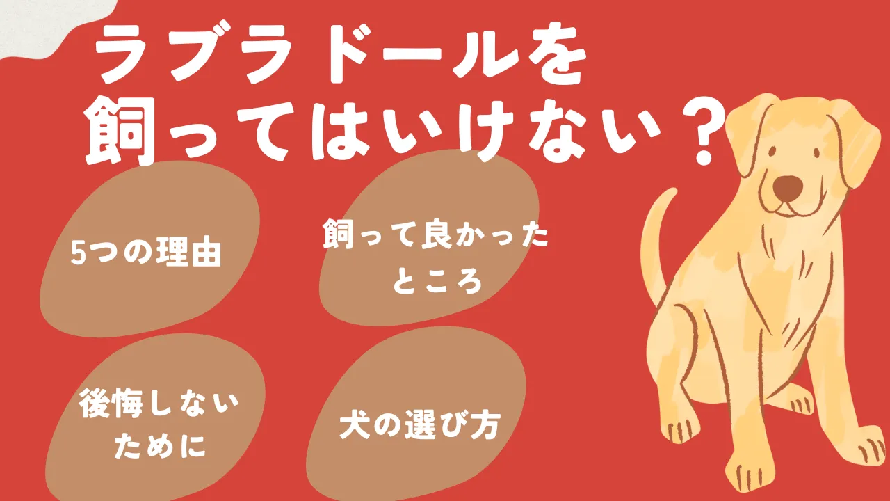 ラブラドールレトリバーを飼ってはいけない？後悔の真相と飼育の現実