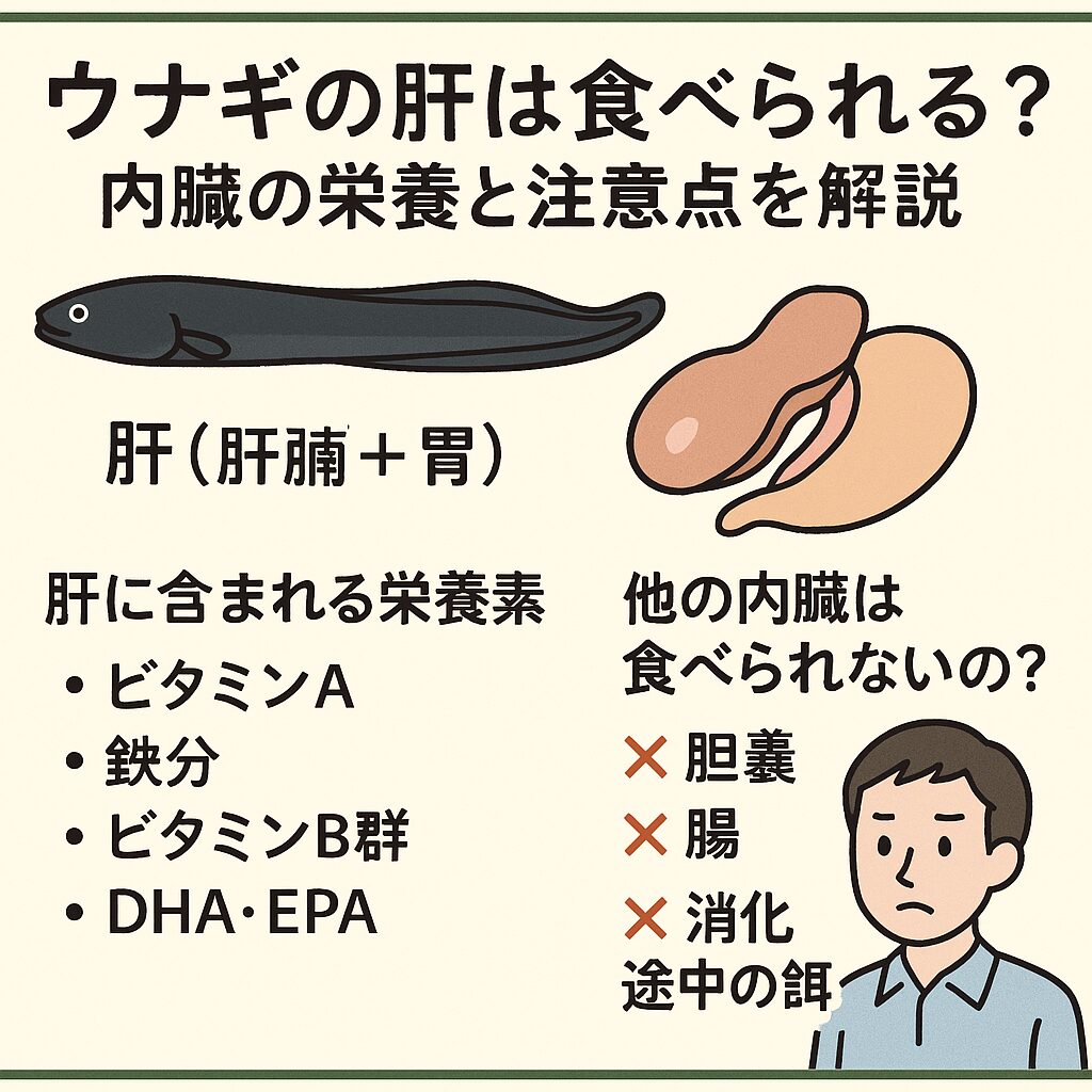 うなぎの肝は身より凄い？驚異の栄養と食べ過ぎの危険性を徹底解明