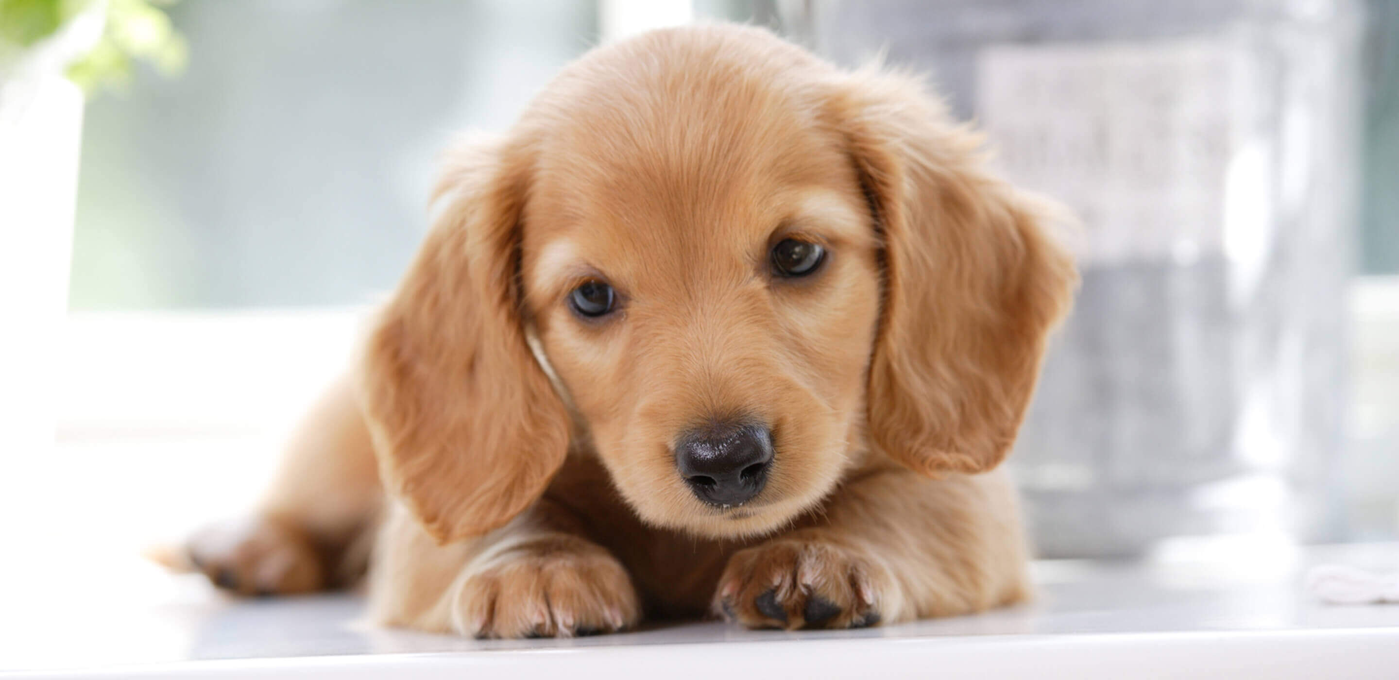 北海道で子犬を無料譲渡？2026最新の里親事情と知るべきトラブルの真相
