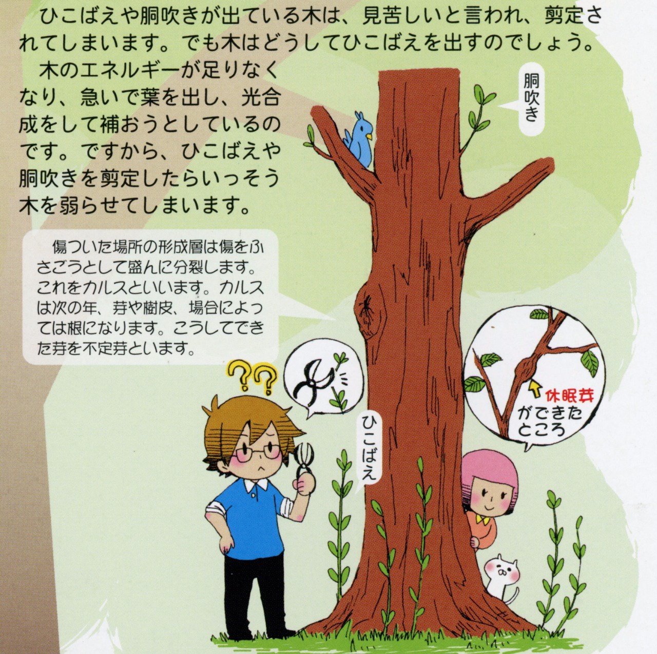 ひこばえとは？放置で庭木が枯れる理由と正しい切り方・剪定時期の全貌