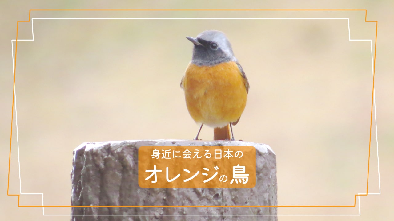 ベランダに来るお腹がオレンジの鳥の正体は？見分け方と鳴き声を徹底解説