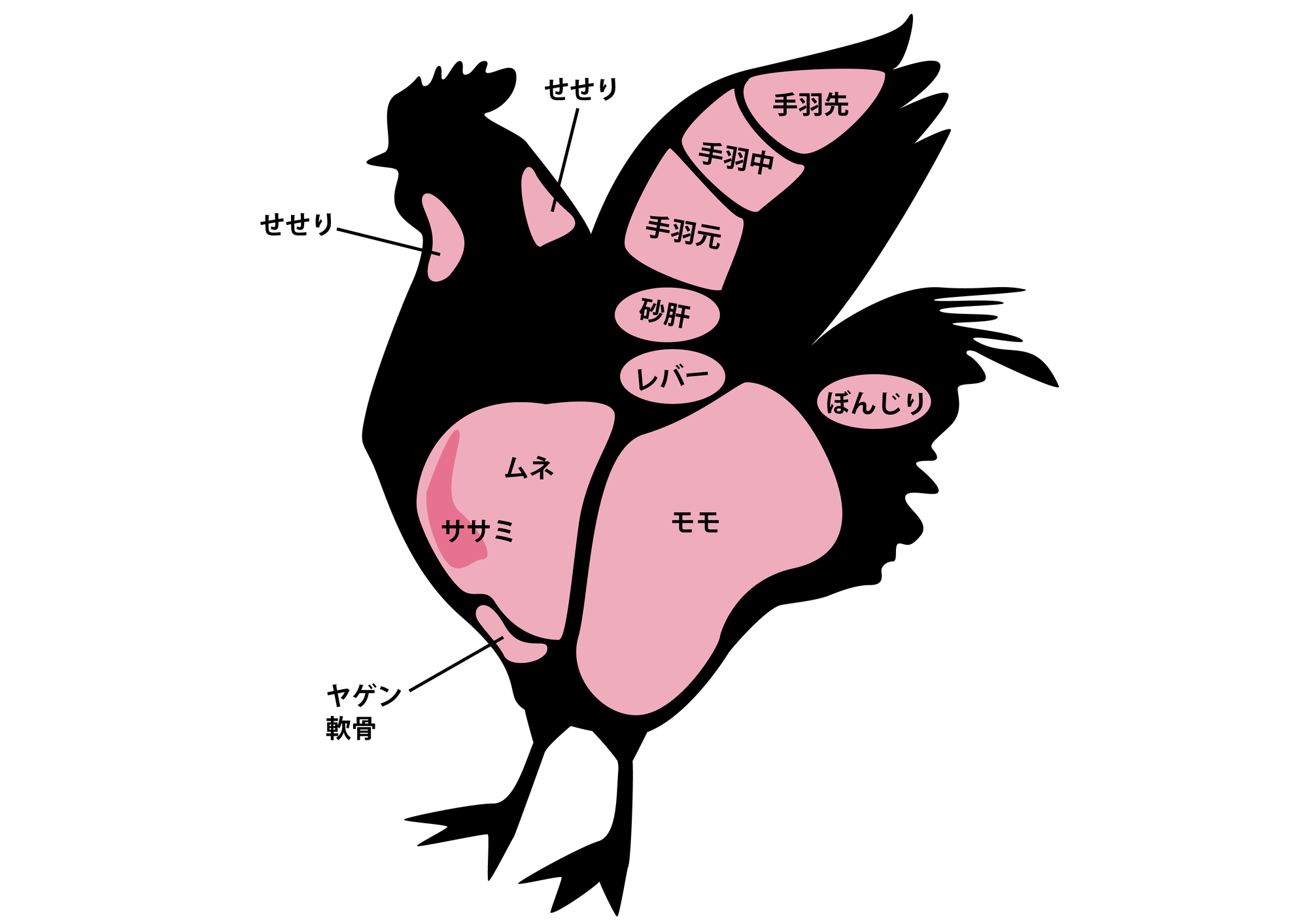 鶏肉の部位図鑑2026！もも・むね・希少部位の味と栄養を徹底比較