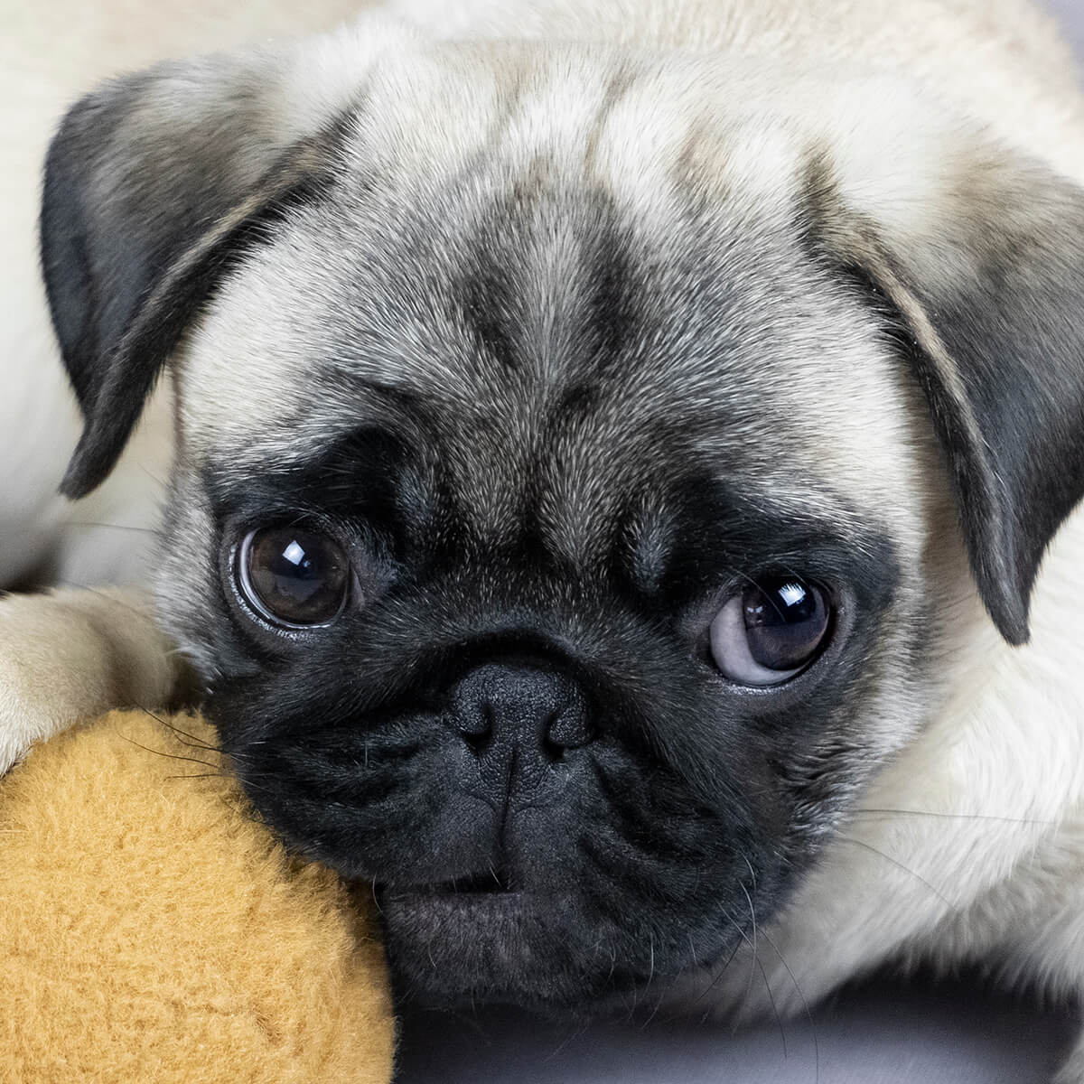パグ子犬の無料譲渡は本当？ネット募集の罠と安全な里親の真実