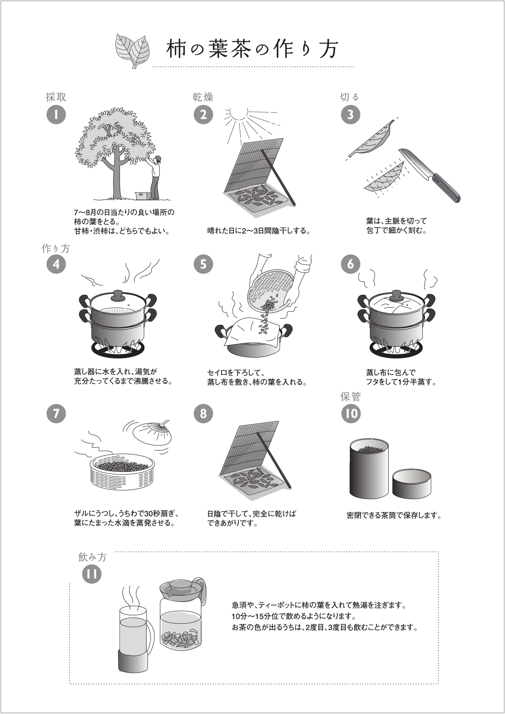 自家製柿の葉茶の作り方完全解説｜ビタミンCを守る蒸し時間と効能の真実