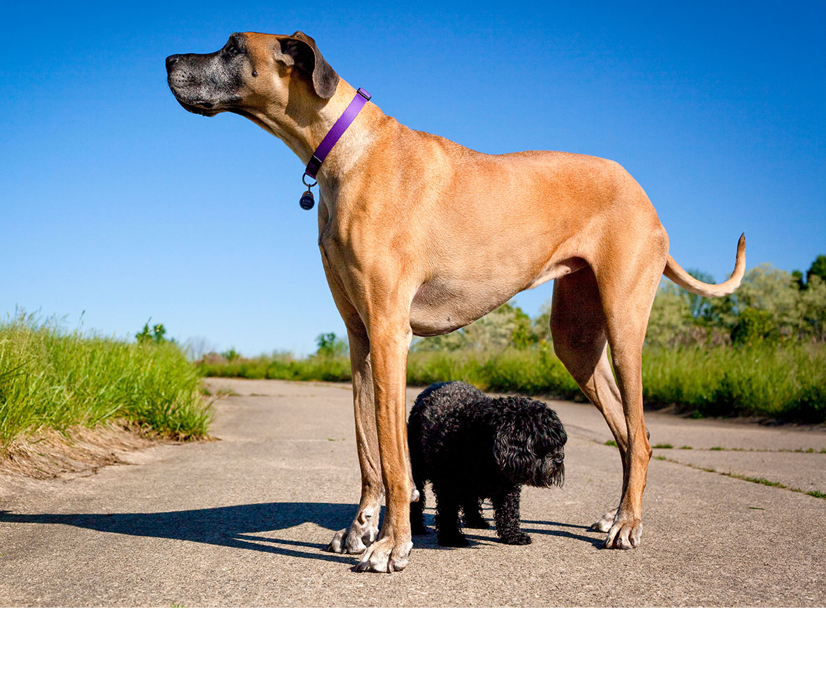 世界一大きい犬のギネス記録と歴代巨大犬ランキング2026