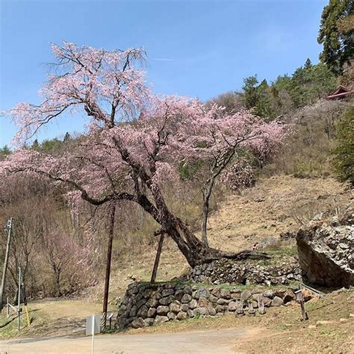 赤和観音のしだれ桜: 樹齢200年の紅色桜が語る歴史と信仰の物語