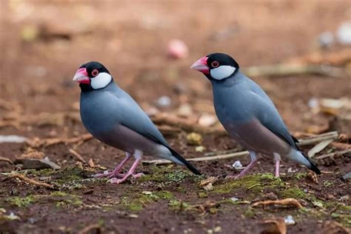 奇跡の青い羽を持つ「ブルー文鳥」の真実｜入手難度から飼育リスク、シルバーとの違いまで徹底解剖