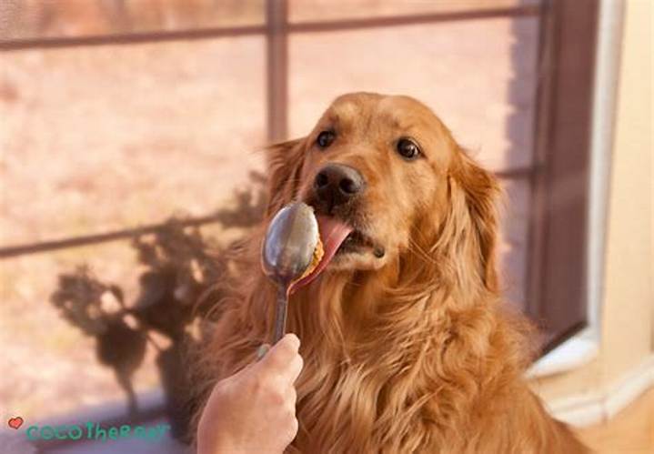 犬にバターは危険？食べた時の対処法と与えてはいけない理由