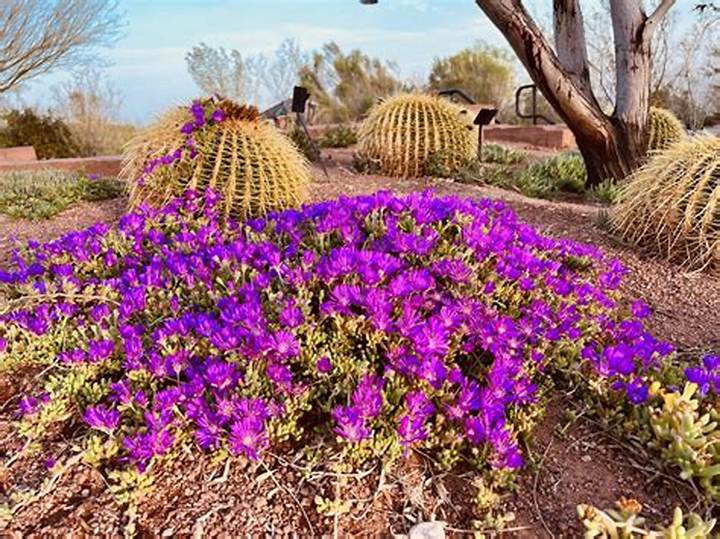 コキア（Cokia）の真実：緑の愛らしさから赤の絶景、食文化までを巡る追跡取材