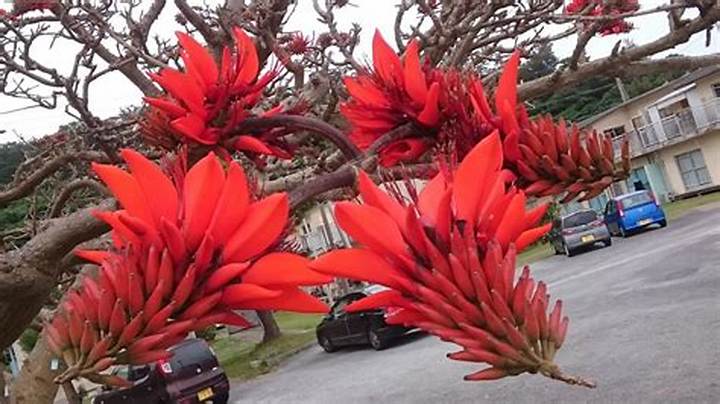 デイゴが告げる沖縄の光と影：深紅の花に秘められた歴史、危機、そして再生の真実