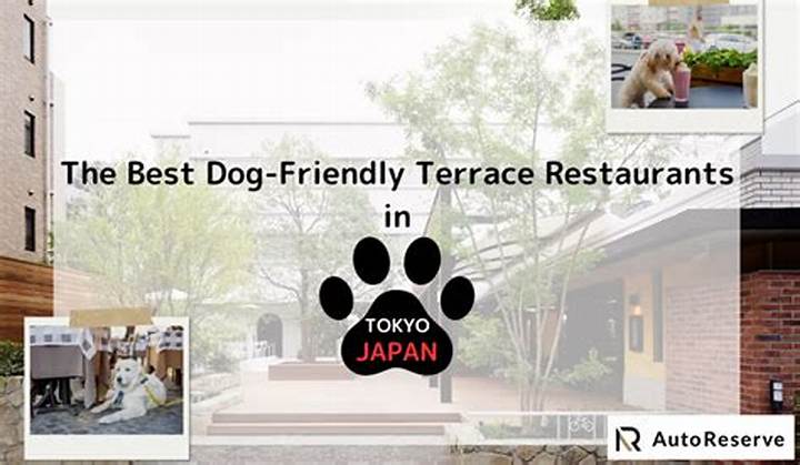 犬散歩レンタルサービスのリアル｜料金相場・おすすめ店舗と知っておくべき動物福祉の真相