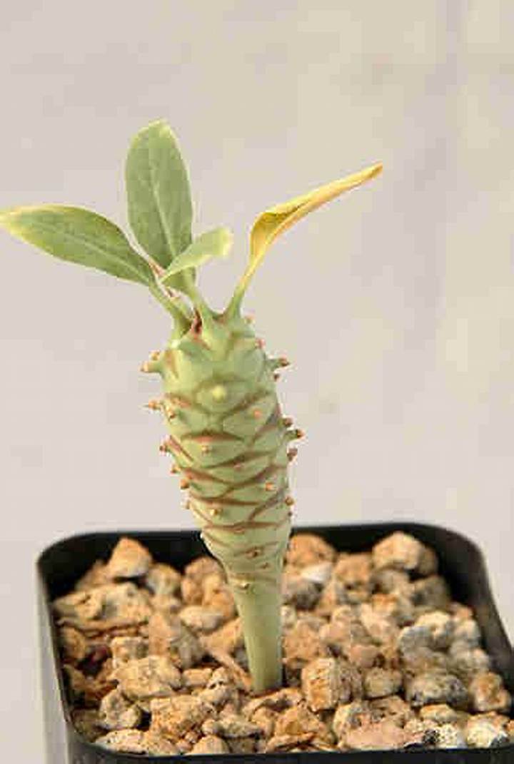 ユーフォルビア ロンギ ツベルク ローサの真実｜異形の塊根植物を完株へ導く自生環境と栽培術
