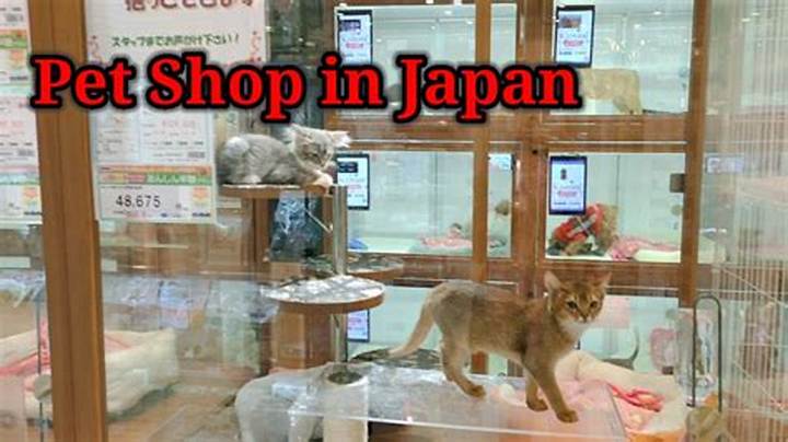 キツネをペットショップで買う現実｜フェネックの価格・法律・飼育の光と影