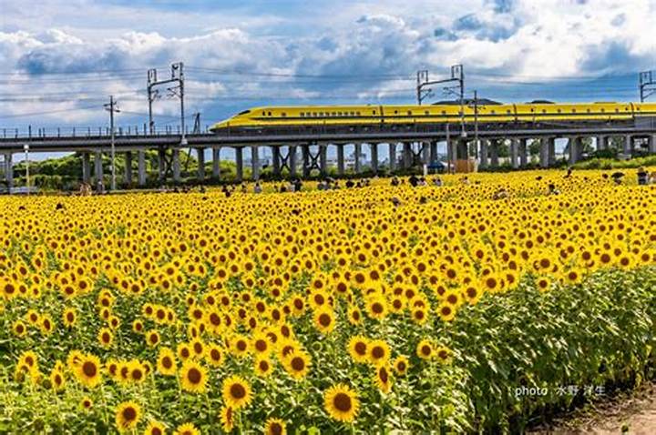 袋井ひまわり畑 ひまわり畑の光と影：夏の花の秘密