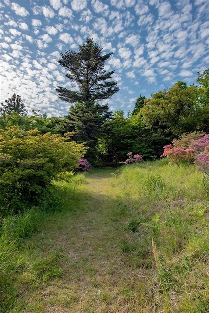 雲仙の山肌を染める紅の奇跡！宝原つつじ公園の見頃と絶景ハイキング徹底案内