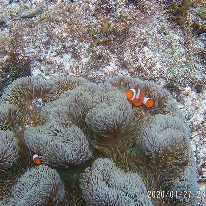 石垣島ガイドブック：沖縄の隠れた宝石を徹底探索