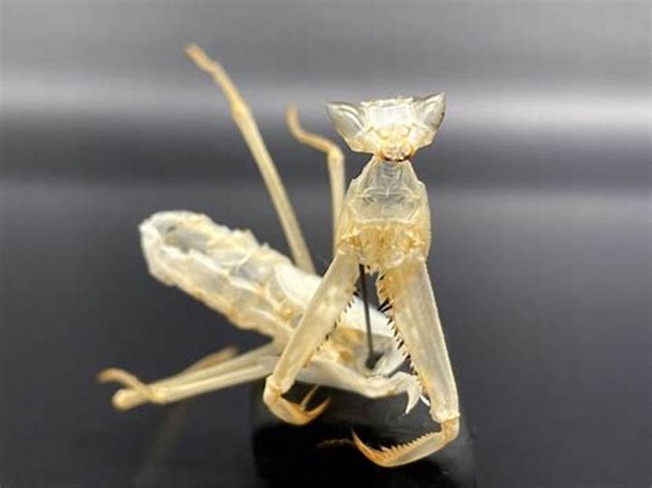 カマキリの抜け殻の真実: 知られざる脱皮の神秘と見つけ方