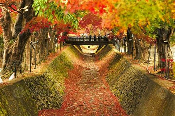 河口湖もみじ回廊: 紅葉の名所で楽しむ秋の絶景ガイド