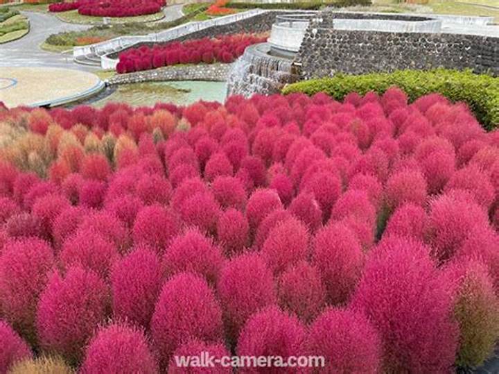 みちのく湖畔公園のコスモスが秋を鮮やかに染める絶景