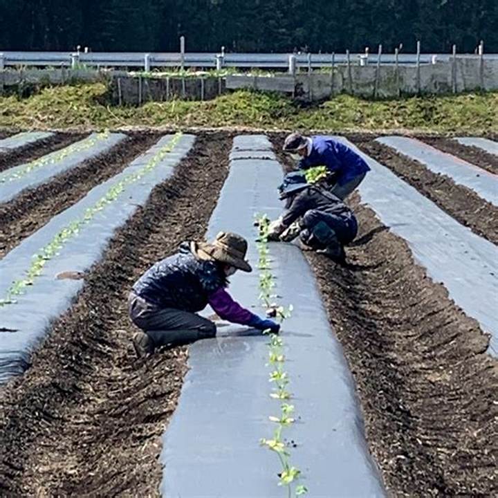 日光あおぞら農園の挑戦｜無農薬・自然栽培がもたらす極上野菜と食の未来