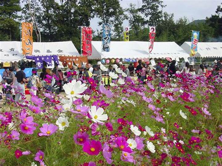 150万本の花畑と奇跡の清流。越知町コスモス祭りが魅せる秋の絶景と真価