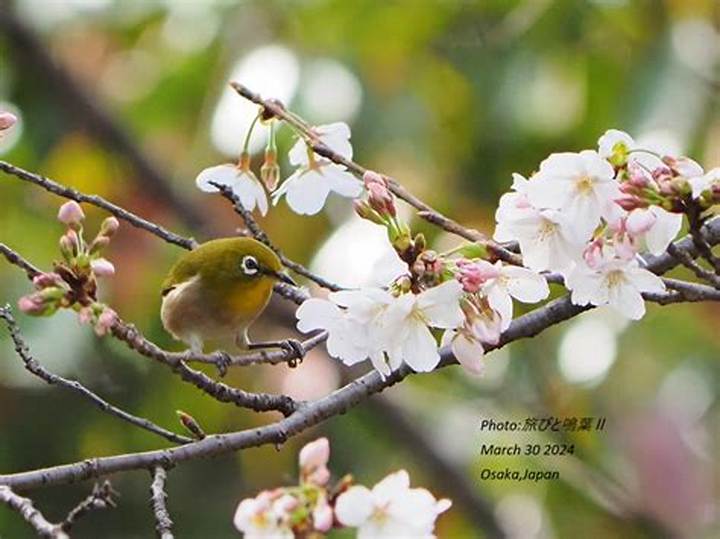 大阪城公園の野鳥たち｜都会のオアシスで出遭う300種の奇跡と観察スポット徹底解剖