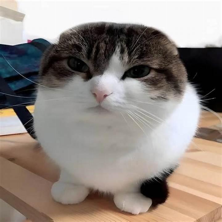 押尾猫とは？ギタリスト押尾コータローと猫の知られざる関係