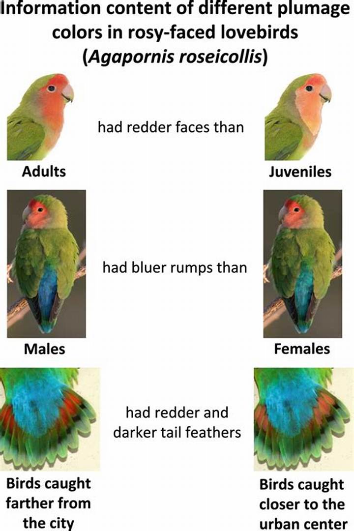 コザクラインコの色図鑑｜人気カラーの遺伝学・価格相場と羽色変化の謎
