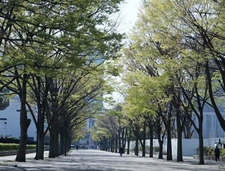 代々木公園ケヤキ並木通りの魅力と歴史を完全ガイド