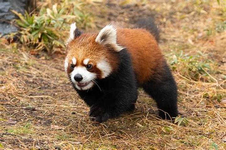 絶滅危惧種レッサーパンダ: 知られざる生態と保護の現状